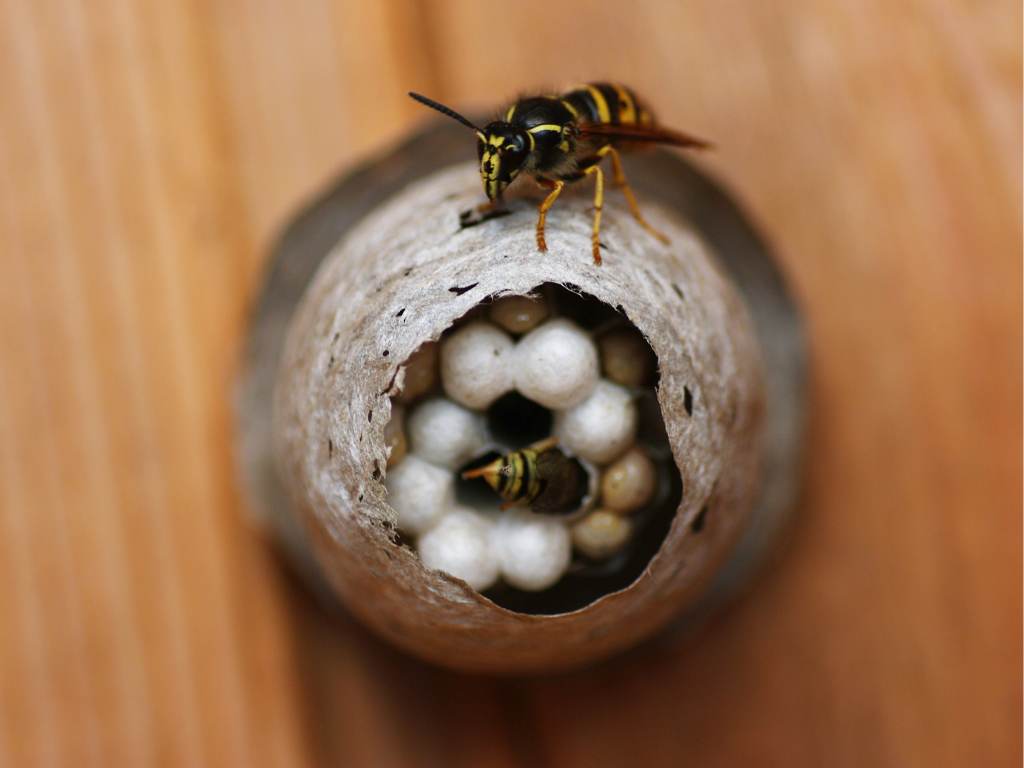 Likvidácia osieho hniezda: Postupy a odporúčania